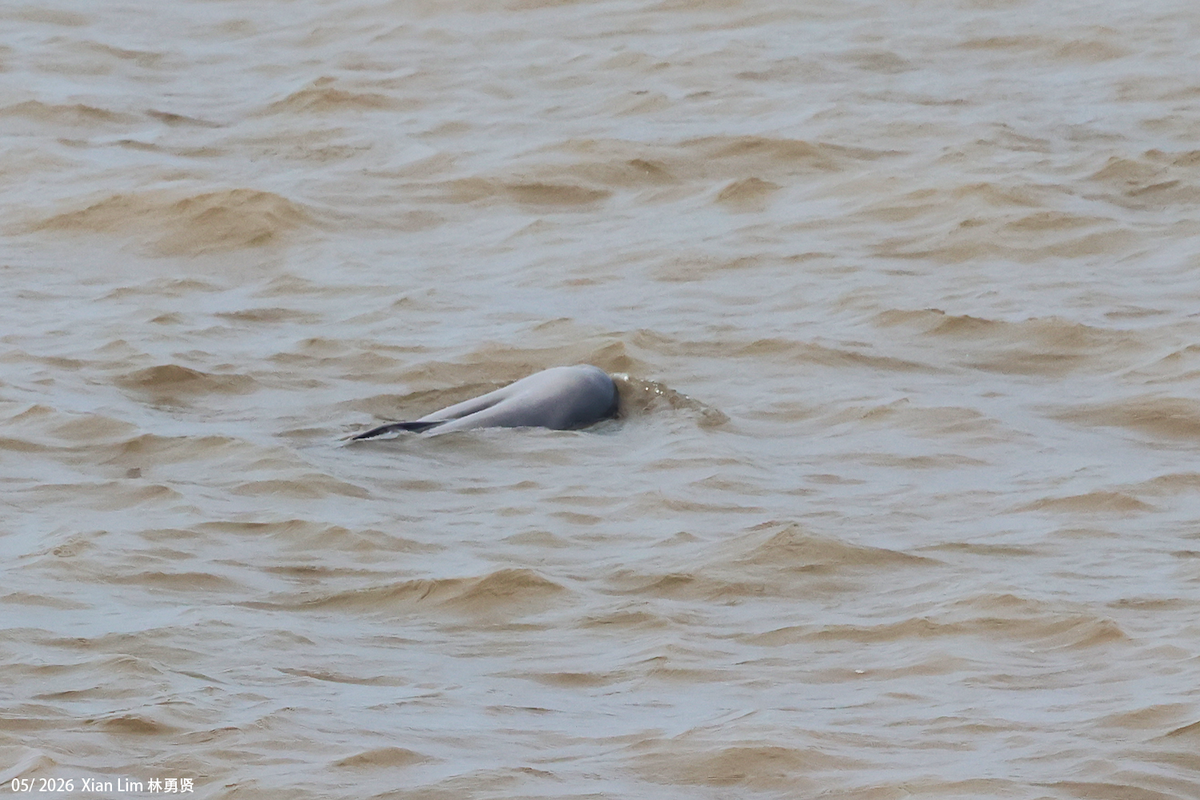 Indo-Pacific Finless Porpoise - ML659609231
