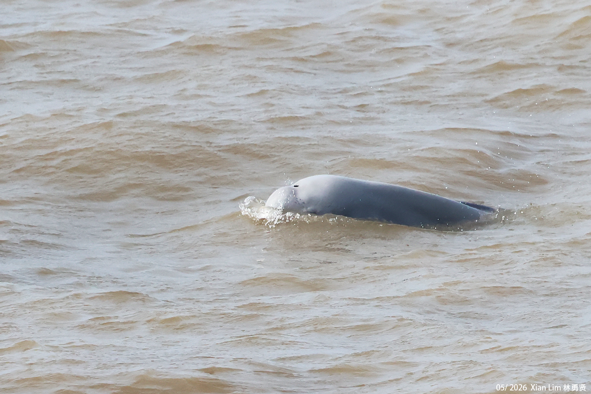Indo-Pacific Finless Porpoise - ML659609233
