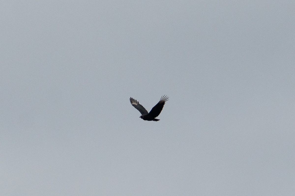 Black Vulture - ML659611259