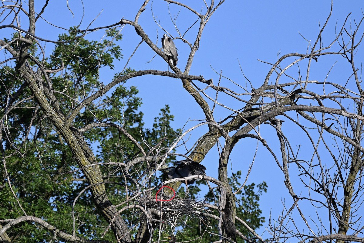 Garza Azulada - ML659611965