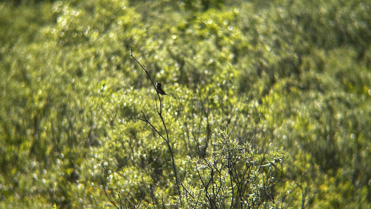 Sedge Wren - ML659612462