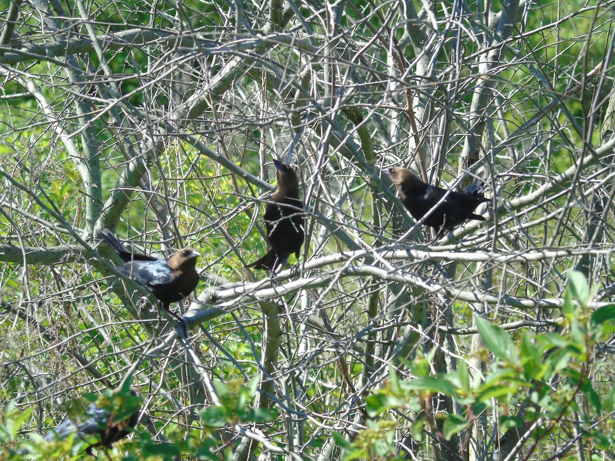 Brown-headed Cowbird - ML659612515