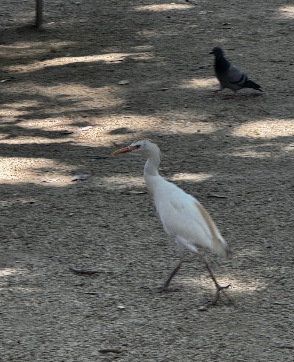 Western Cattle-Egret - ML659613344