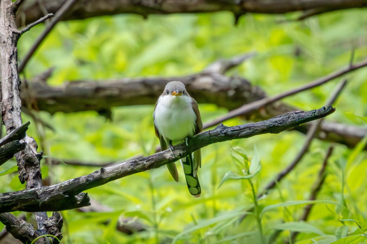 Yellow-billed Cuckoo - ML659615475