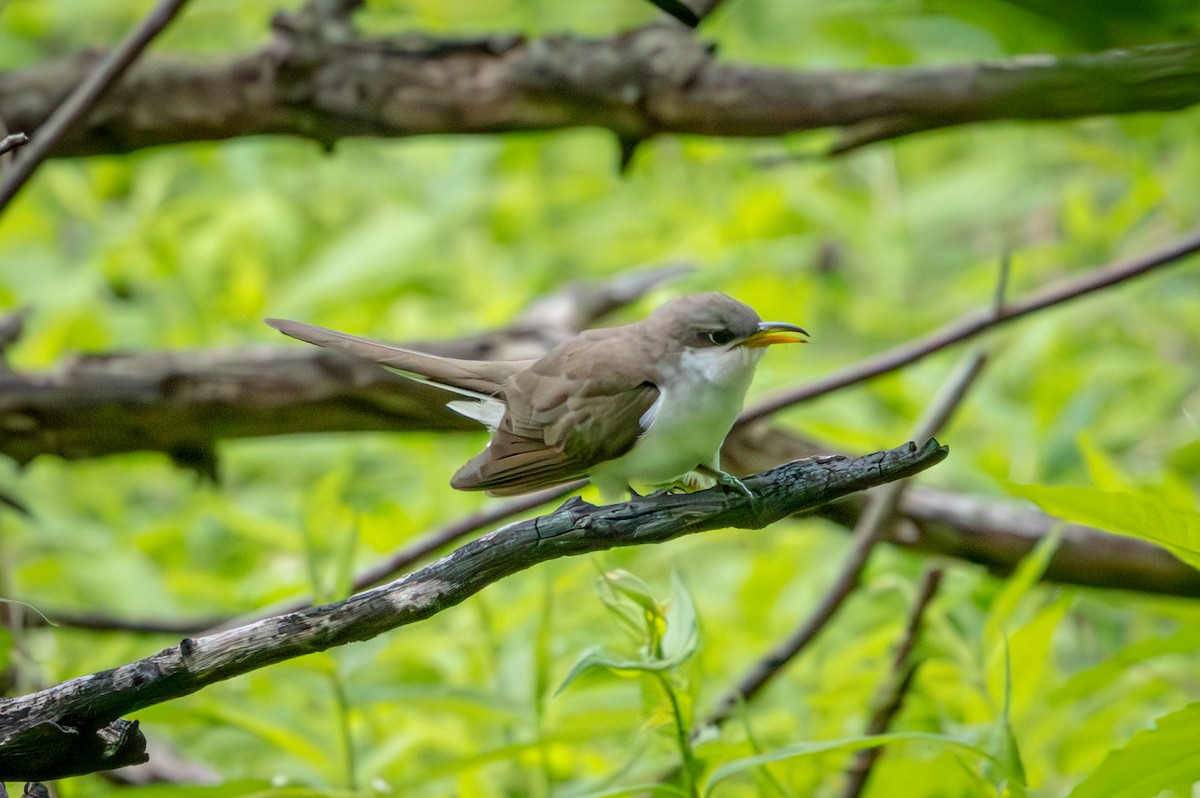 Yellow-billed Cuckoo - ML659615476