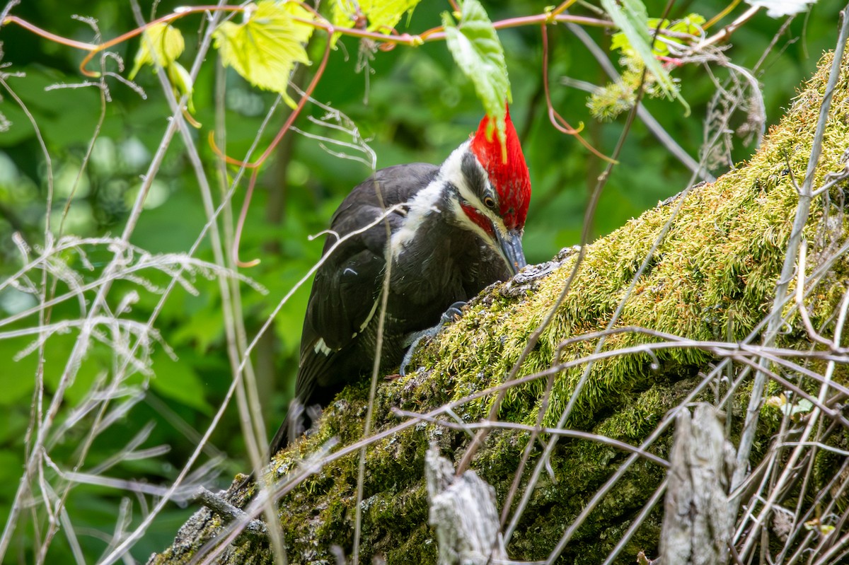 Pileated Woodpecker - ML659615481