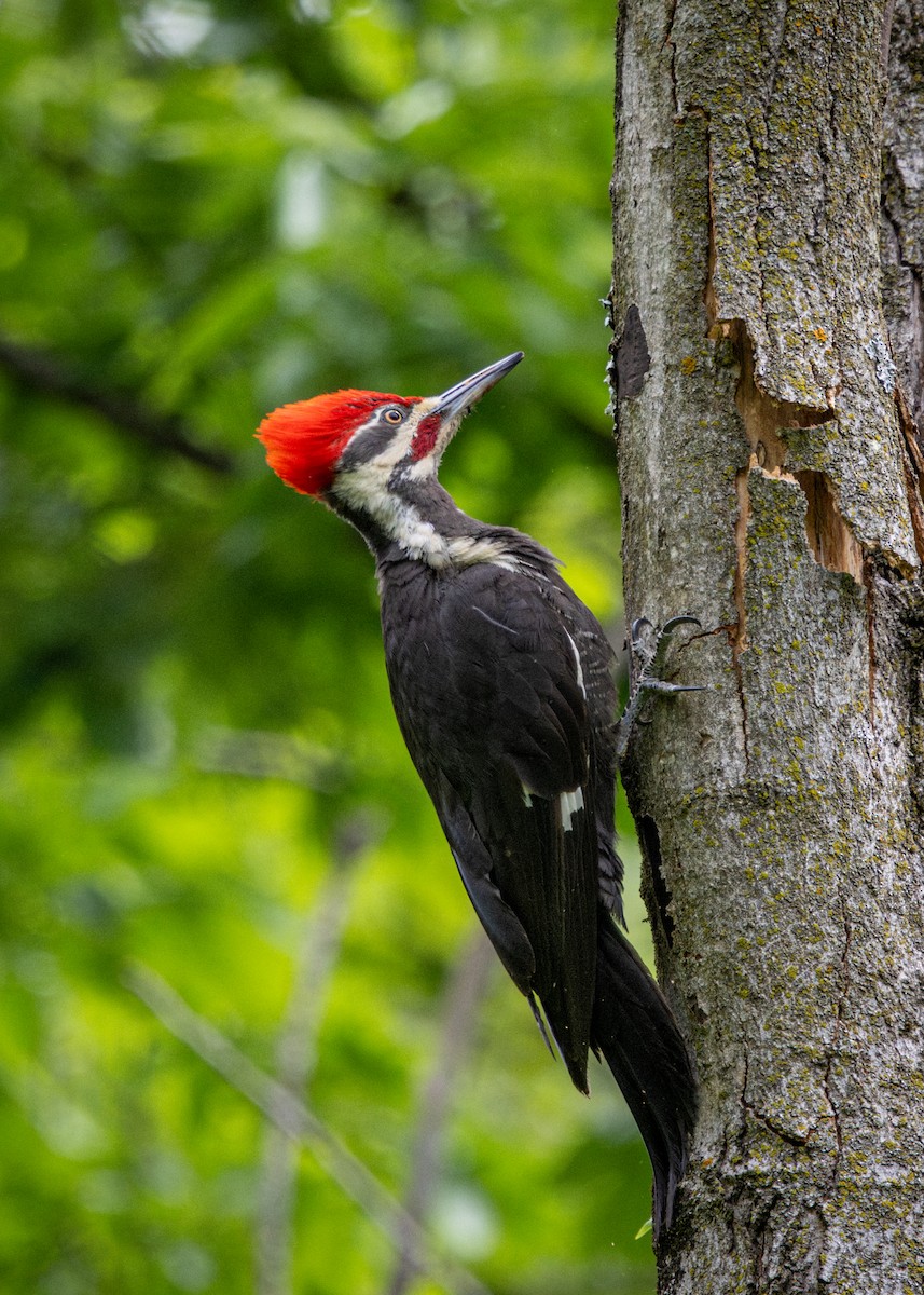 Pileated Woodpecker - ML659615482