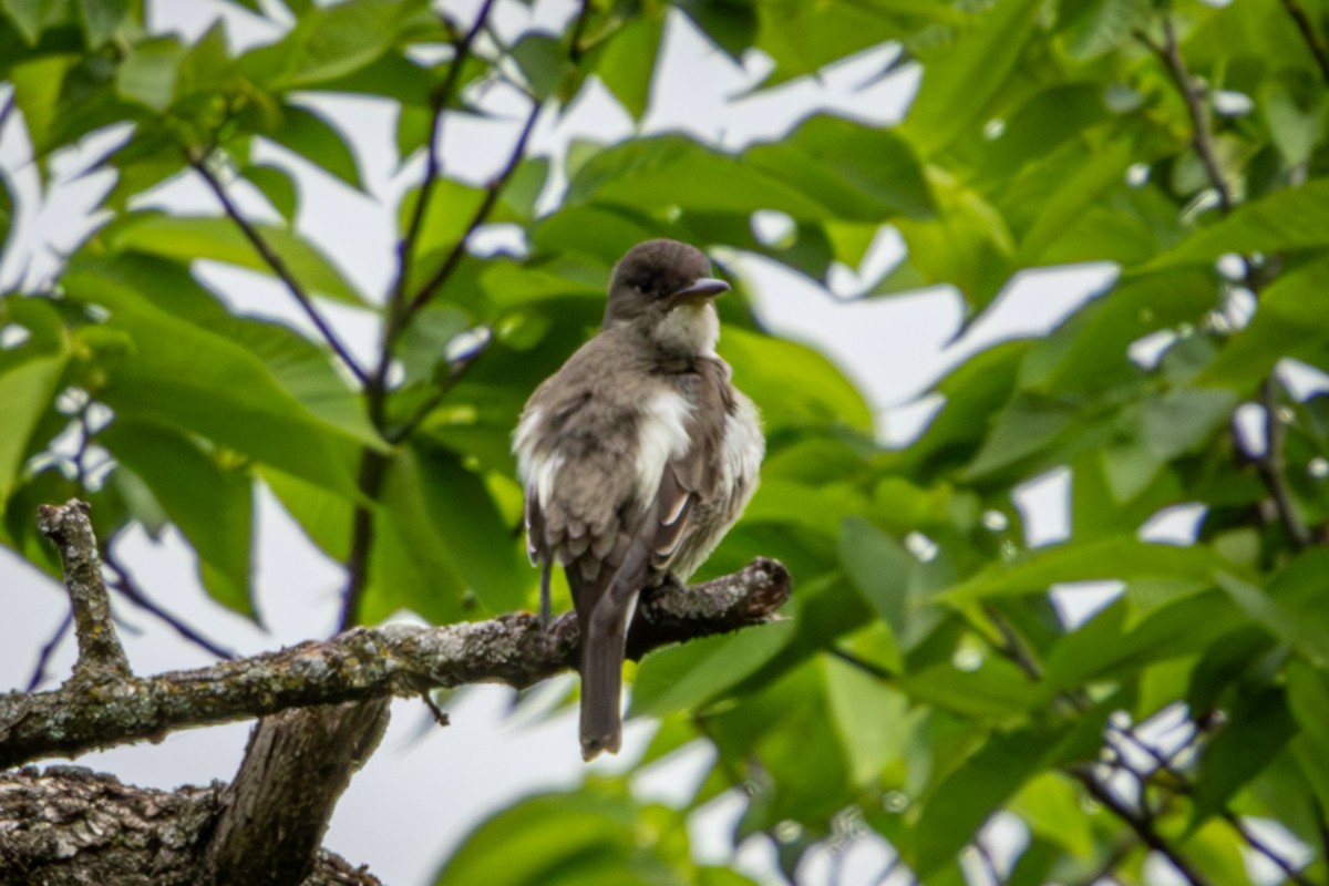 Olive-sided Flycatcher - ML659615494