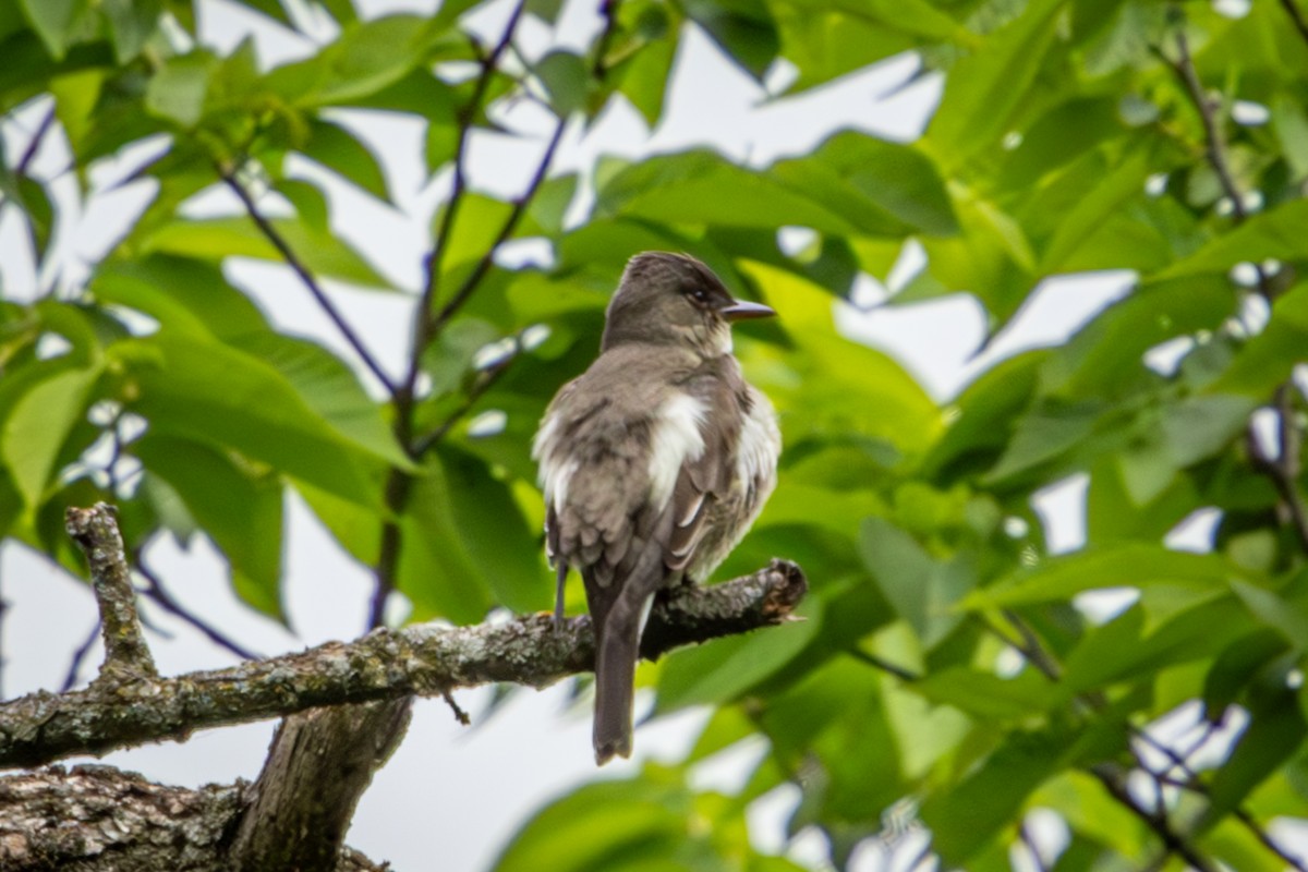 Olive-sided Flycatcher - ML659615495