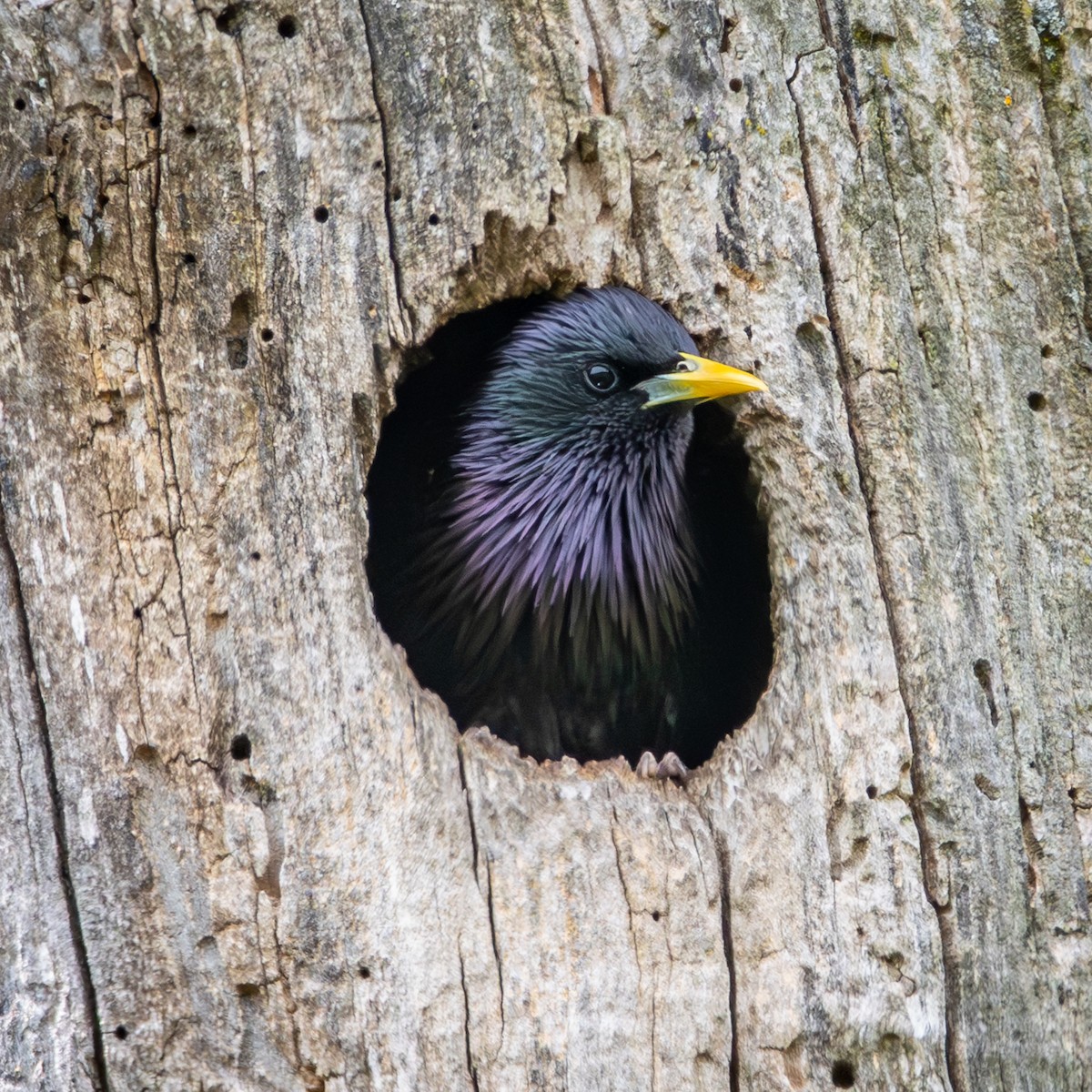 European Starling - ML659615511