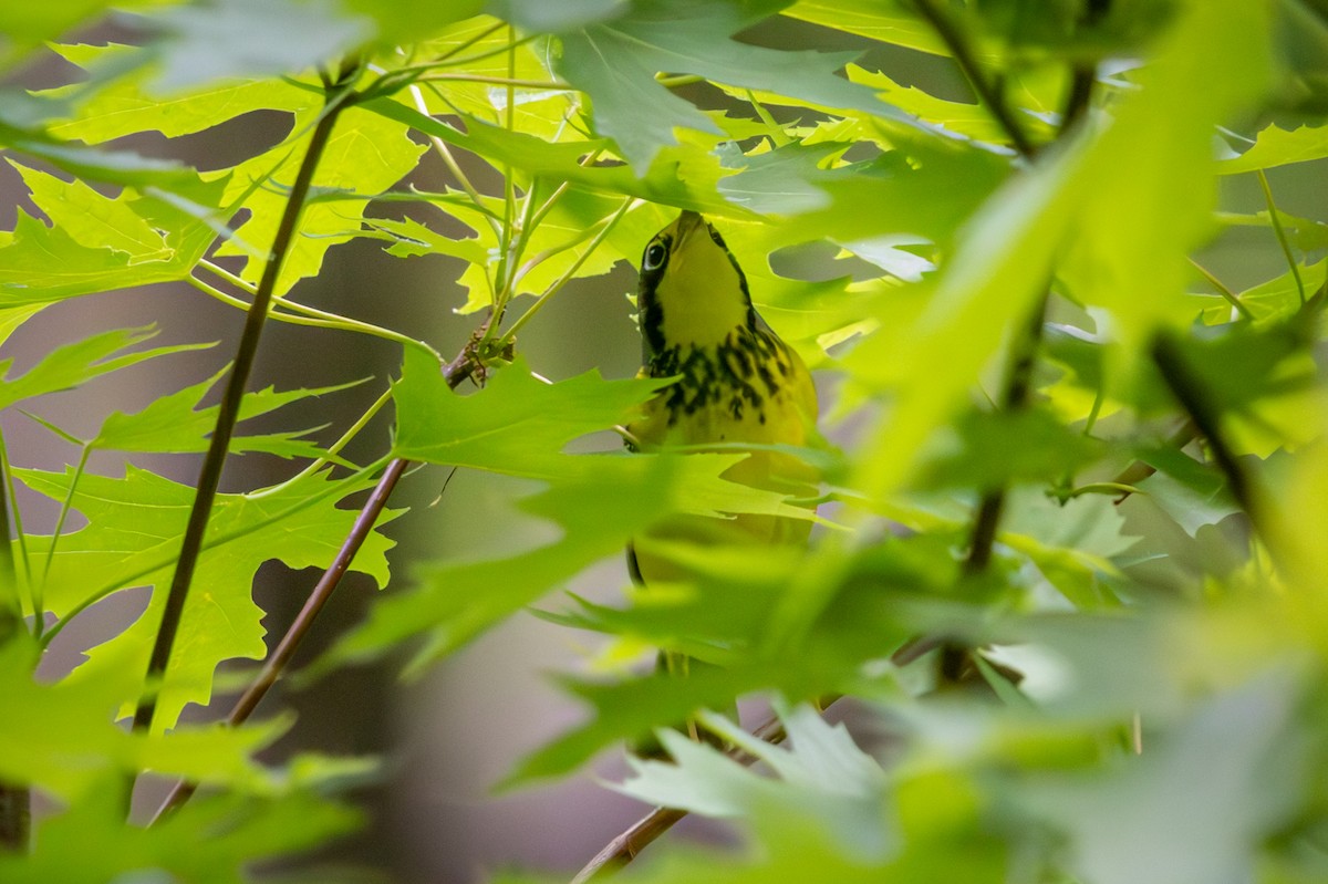 Canada Warbler - ML659615548