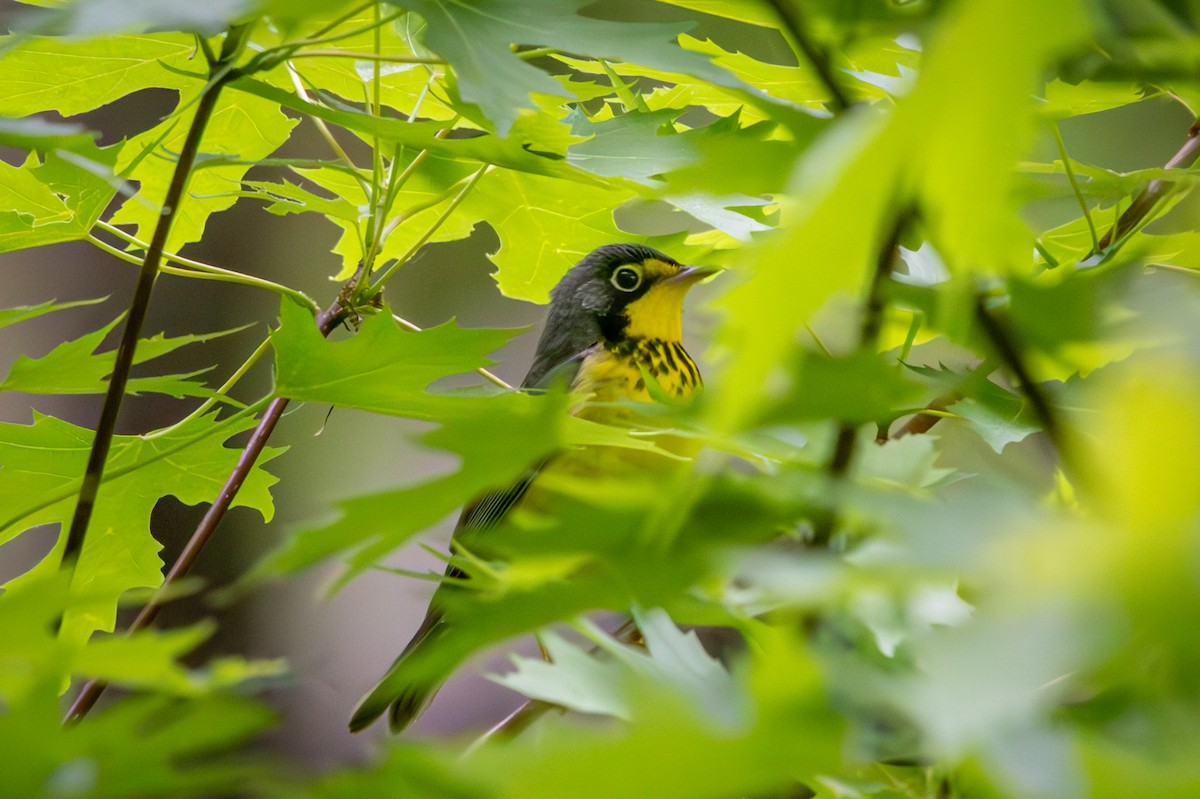 Canada Warbler - ML659615549