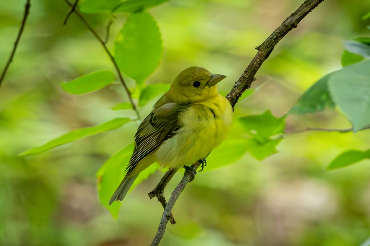 Scarlet Tanager - ML659615565