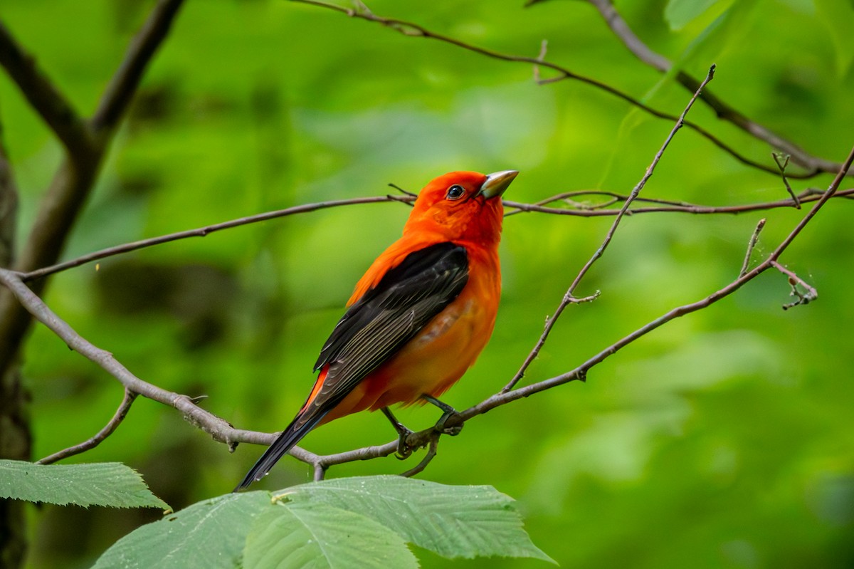 Scarlet Tanager - ML659615566