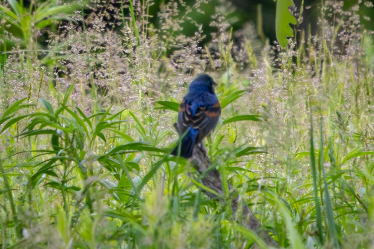 Blue Grosbeak - ML659615586