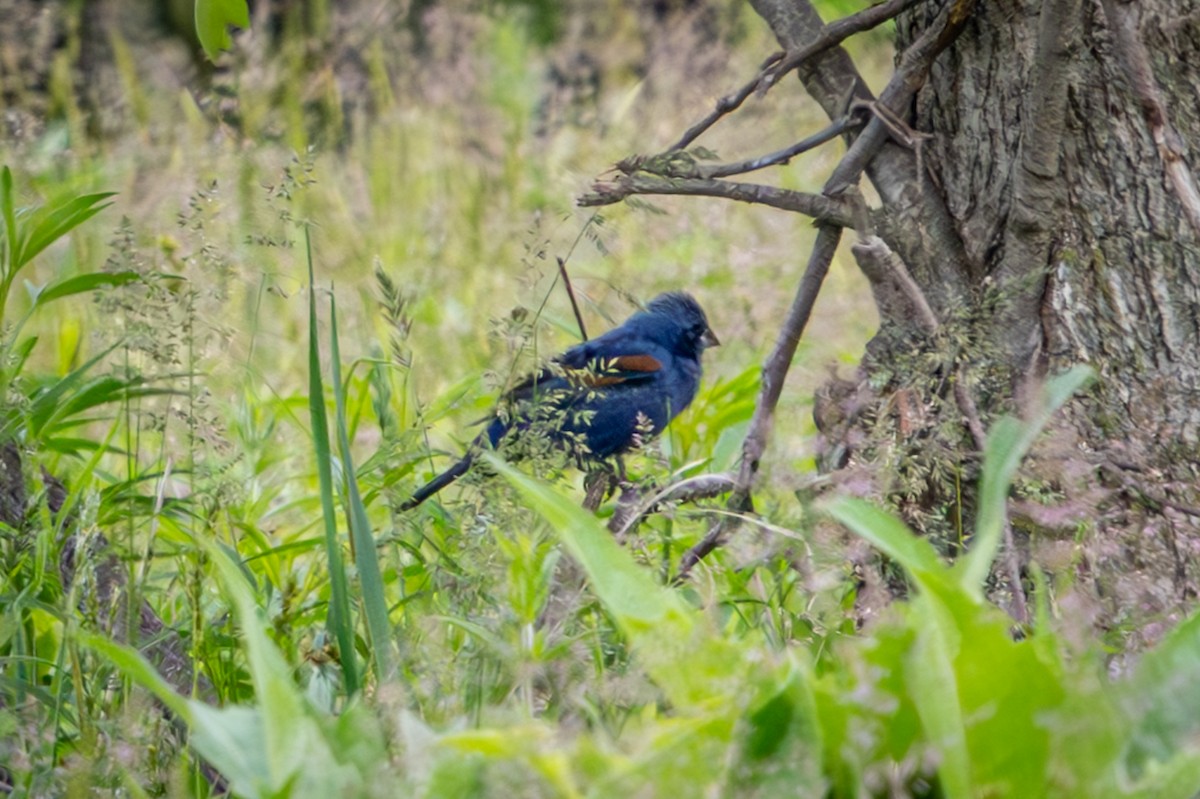 Blue Grosbeak - ML659615587