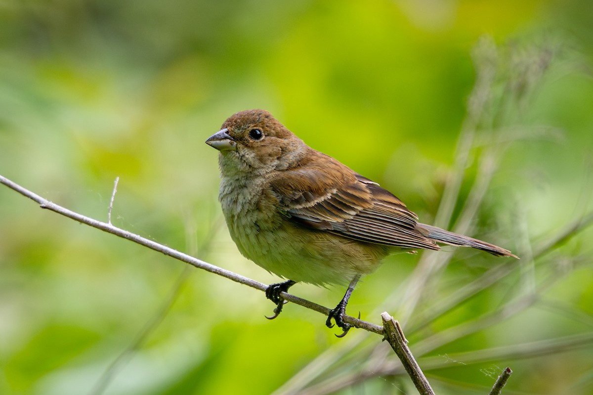 Indigo Bunting - ML659615588