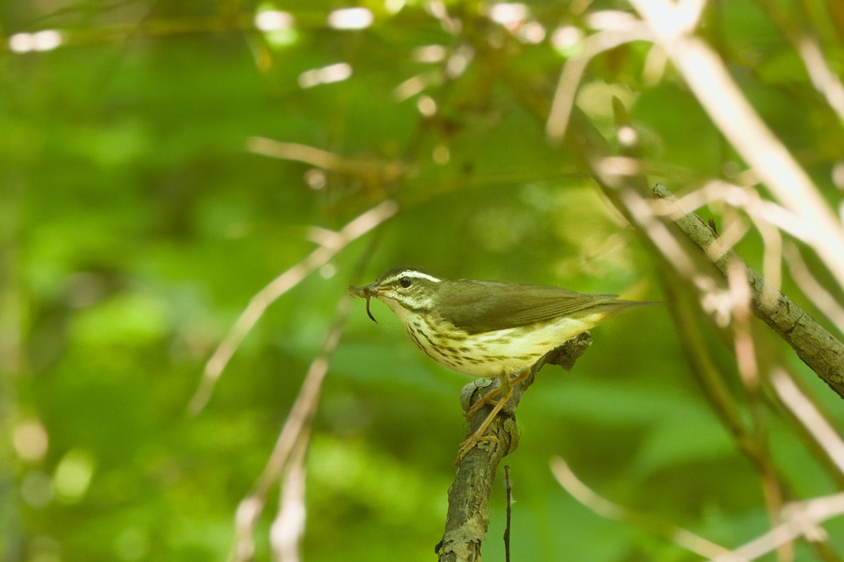 Louisiana Waterthrush - ML659615789