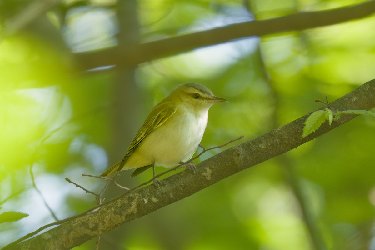 Red-eyed Vireo - ML659615803