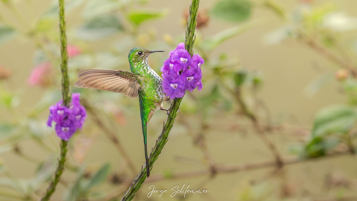 Green-tailed Trainbearer - ML659616022