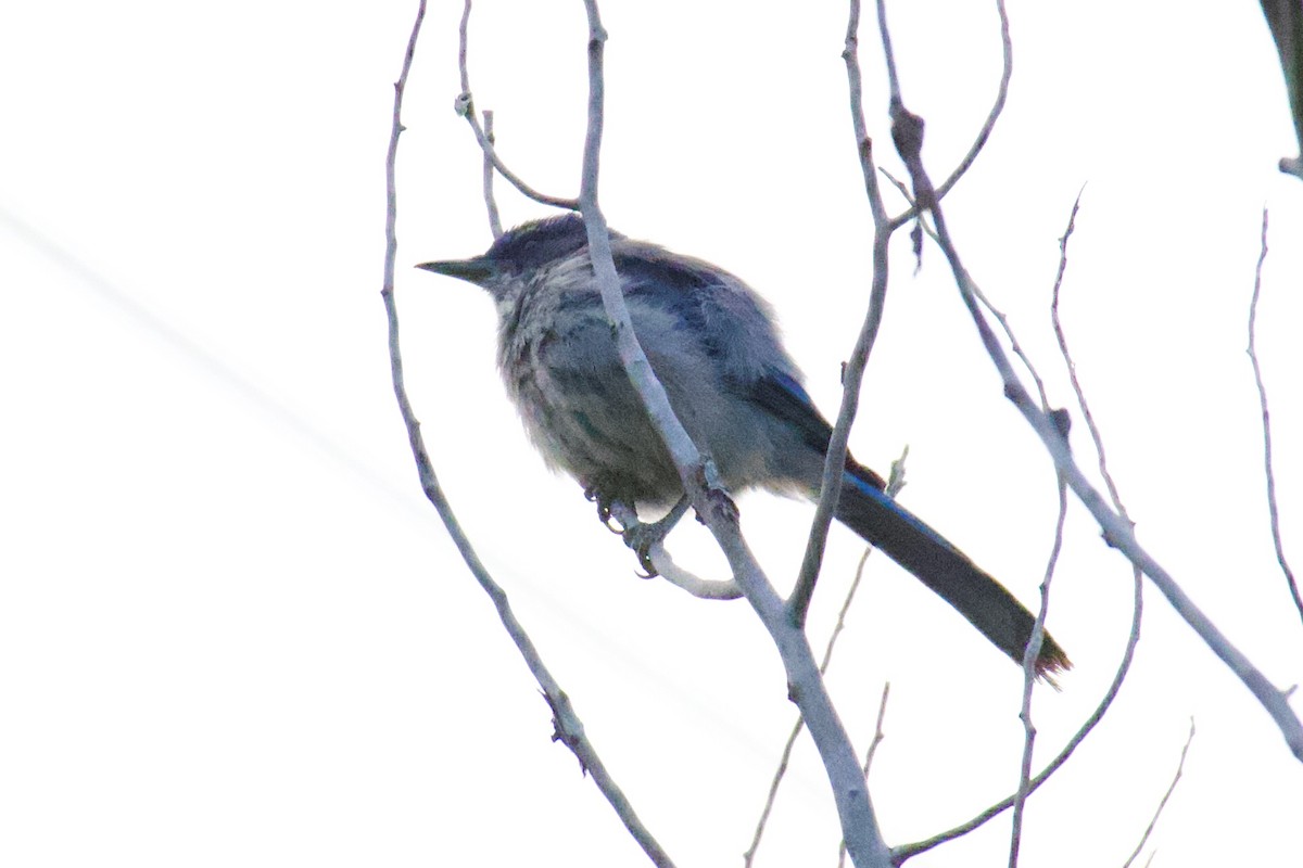 Woodhouse's Scrub-Jay - ML659616023