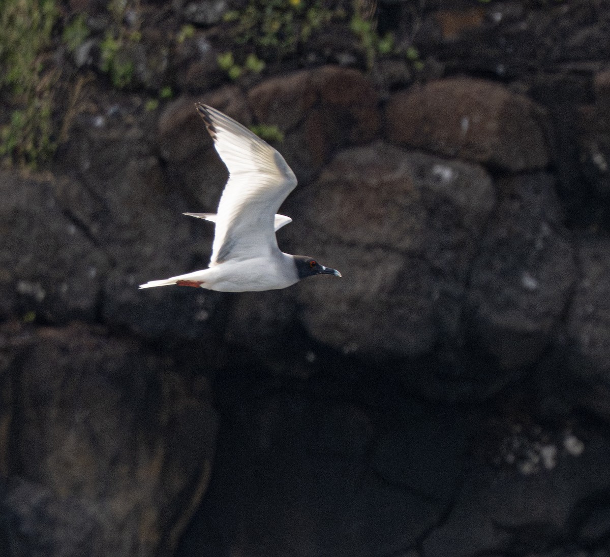 Swallow-tailed Gull - ML659616426