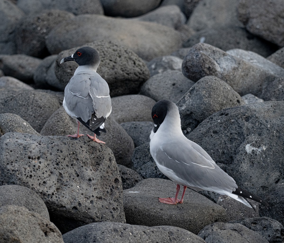 Swallow-tailed Gull - ML659616428