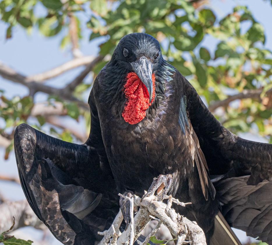 Magnificent Frigatebird - ML659616484