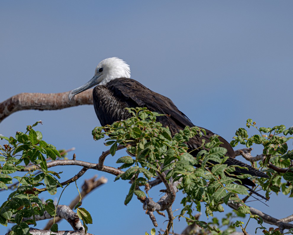 Magnificent Frigatebird - ML659616485