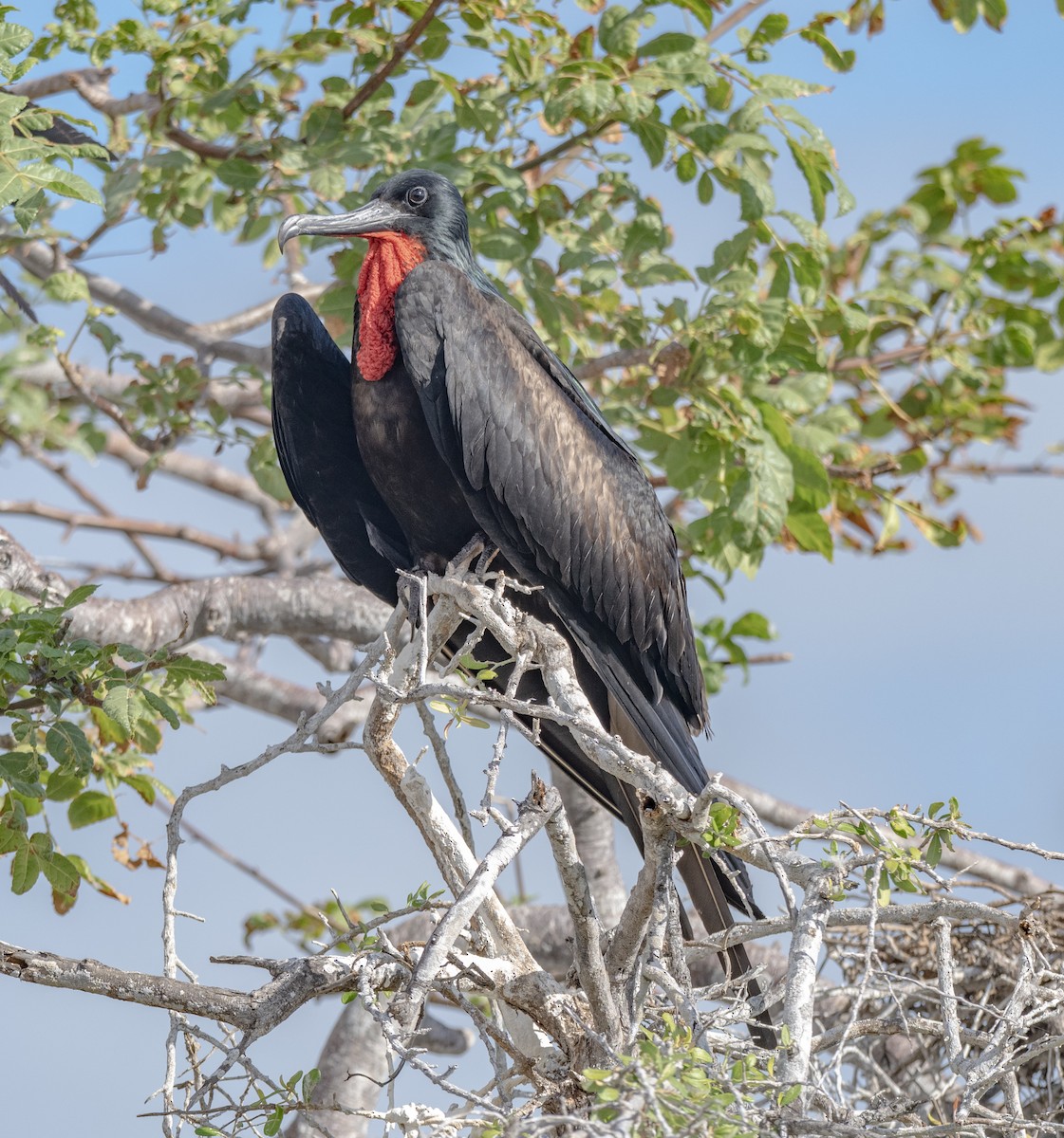 Magnificent Frigatebird - ML659616521