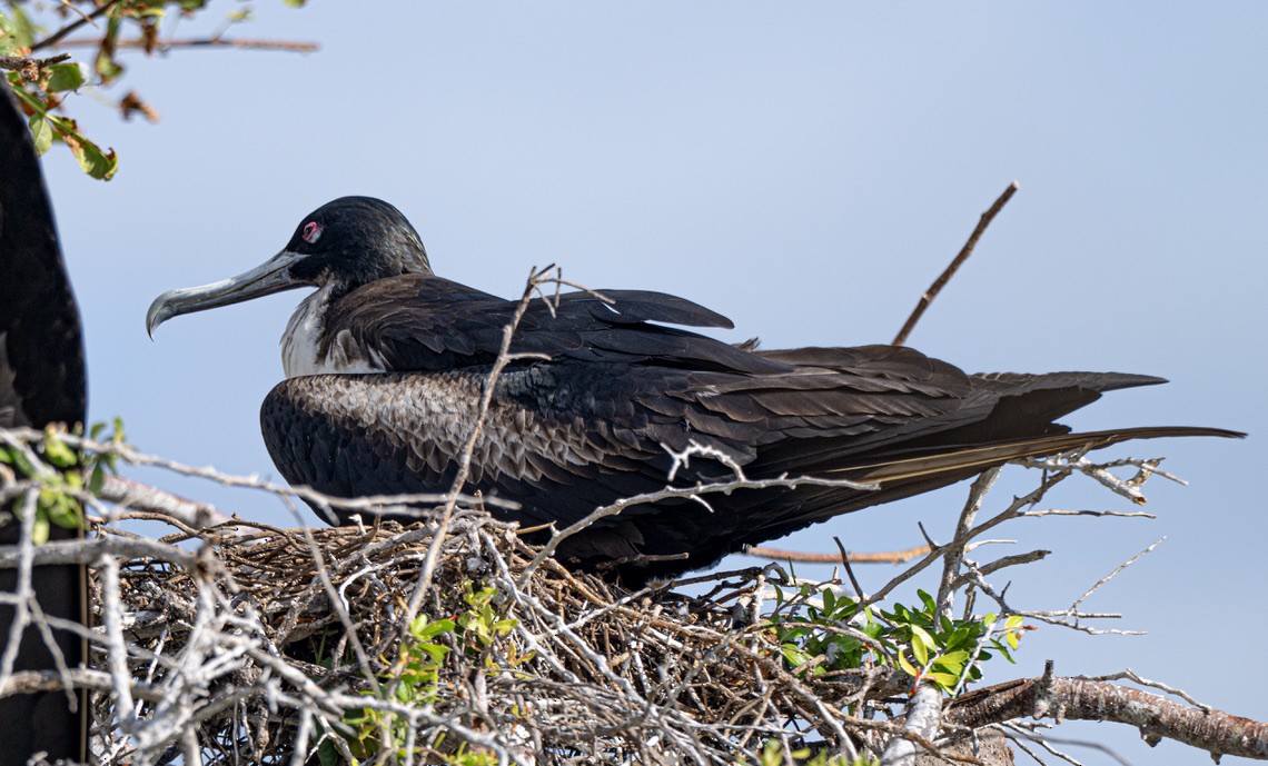 Great Frigatebird - ML659616577