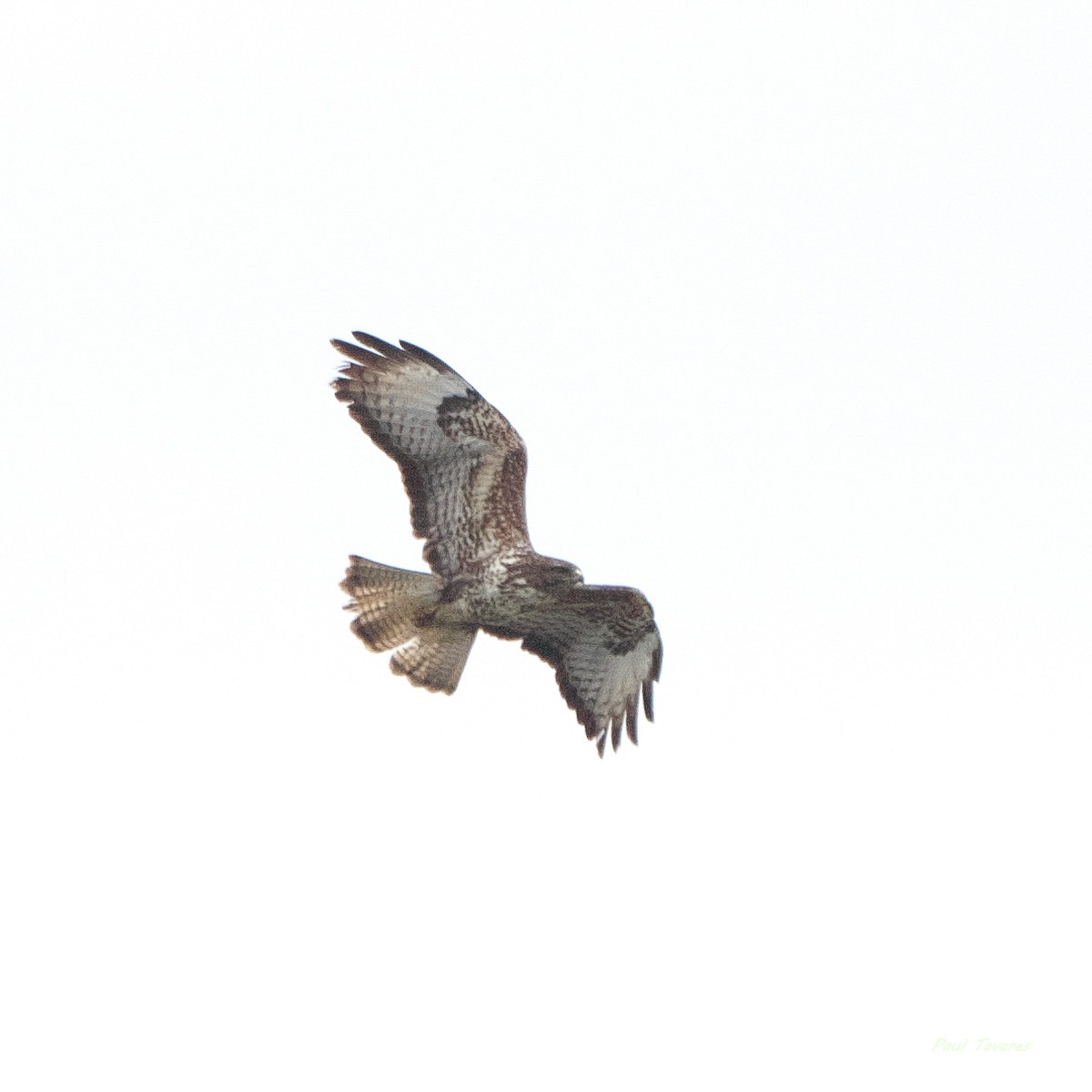 Buse variable - ML659616637