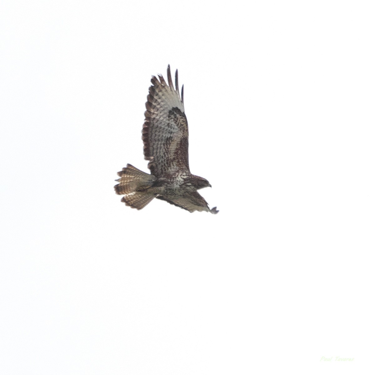 Buse variable - ML659616638