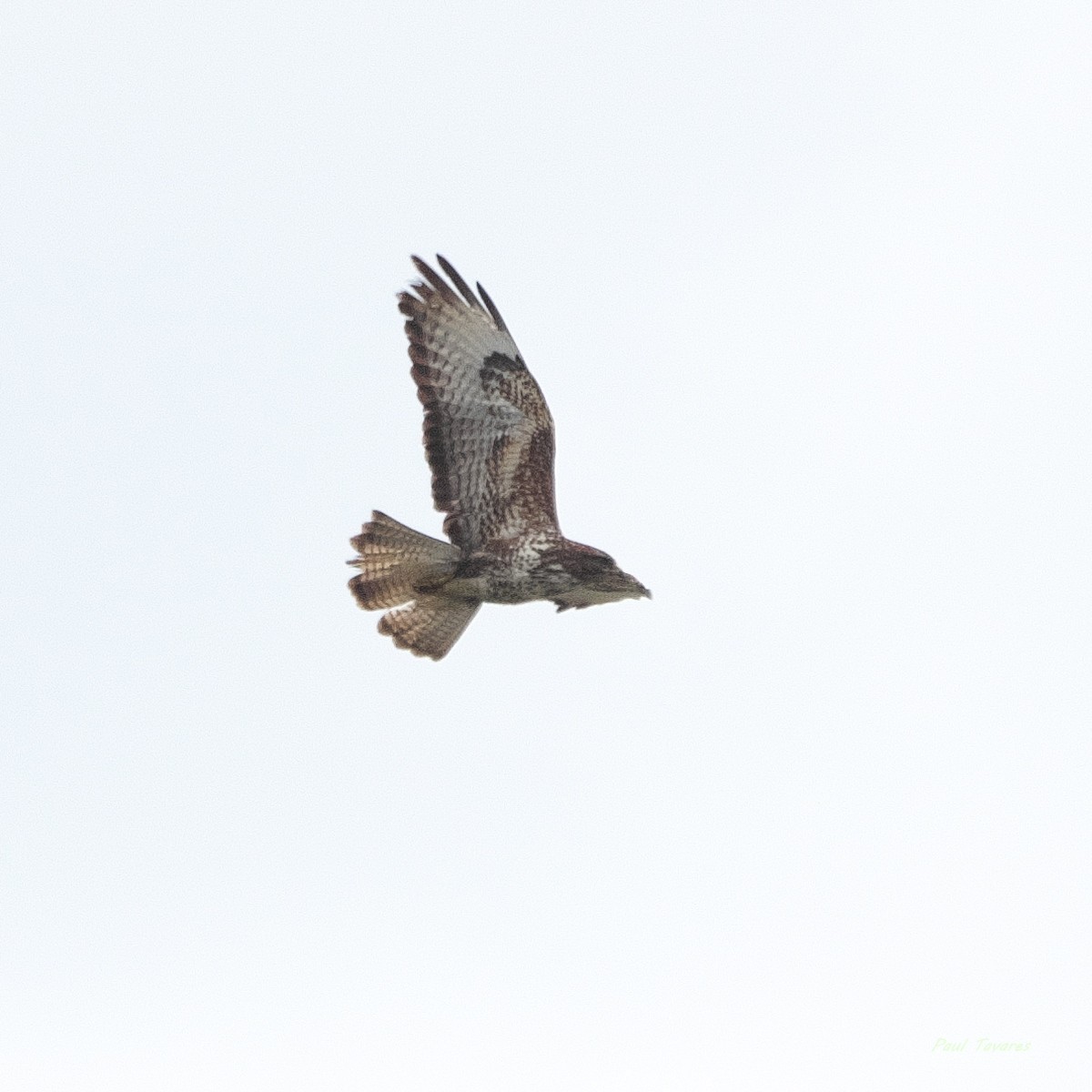 Buse variable - ML659616639