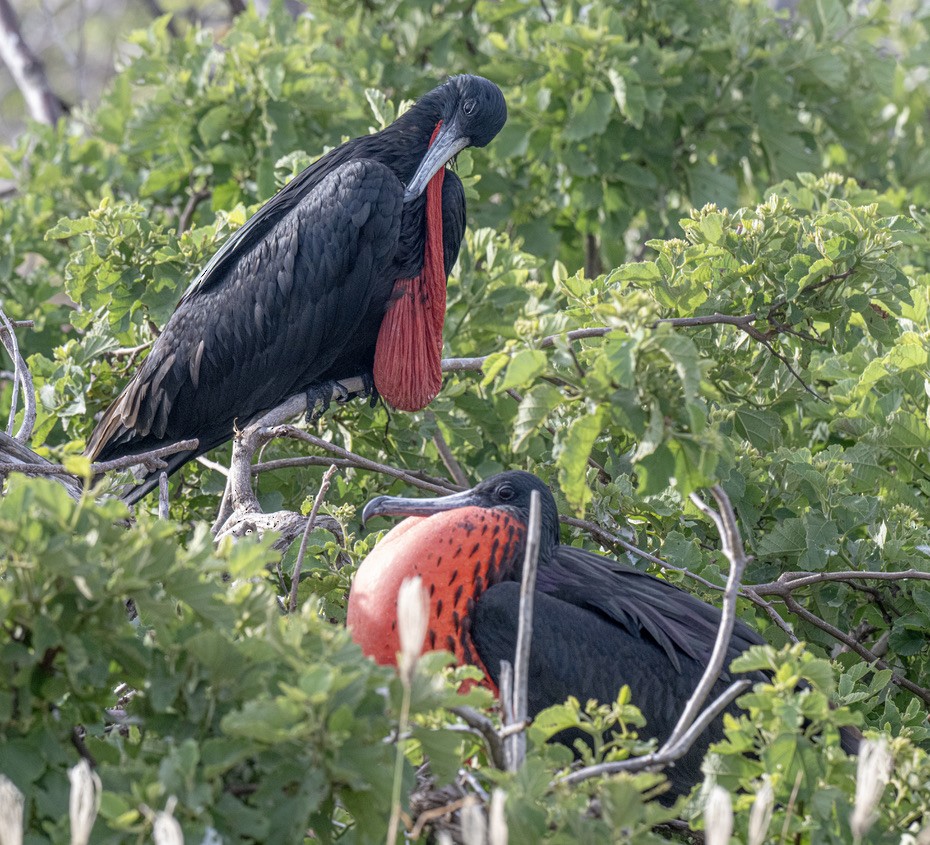 Magnificent Frigatebird - ML659616690