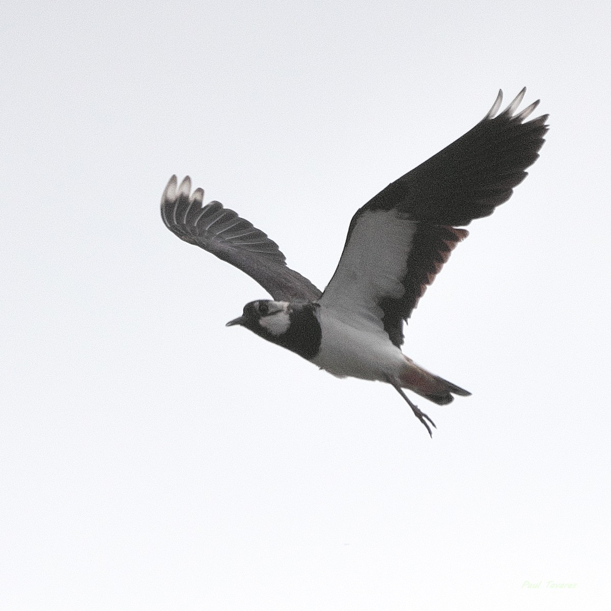 Vanneau huppé - ML659616696