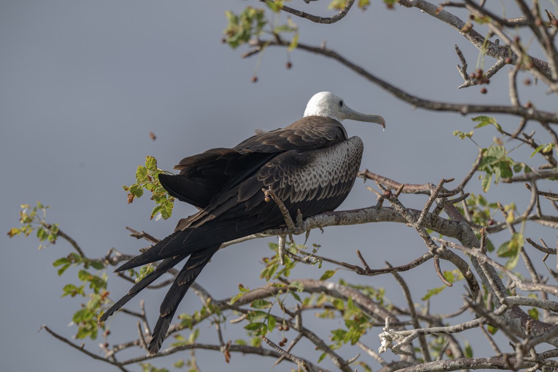Magnificent Frigatebird - ML659616706