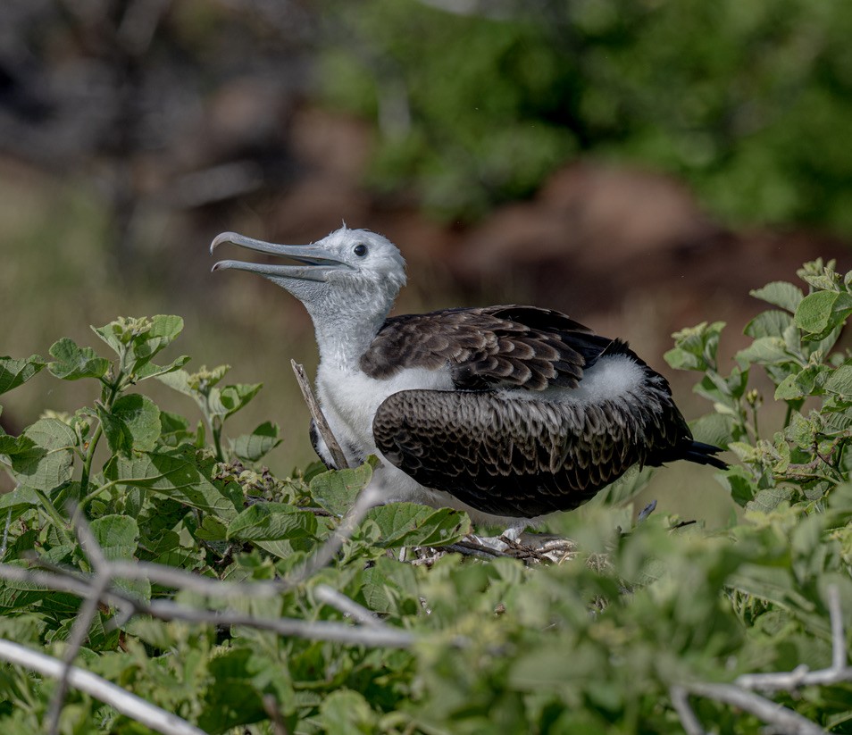 Magnificent Frigatebird - ML659616743