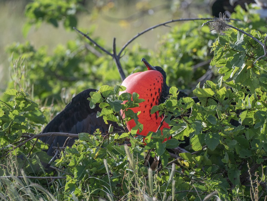 Great Frigatebird - ML659616814