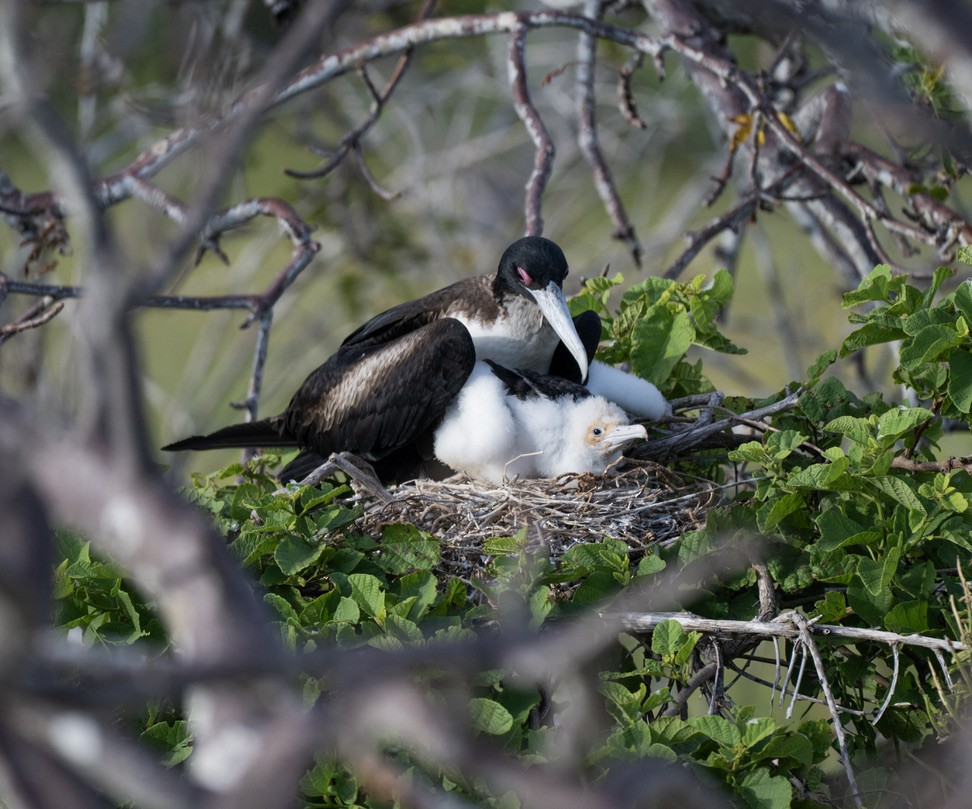 Great Frigatebird - ML659616834