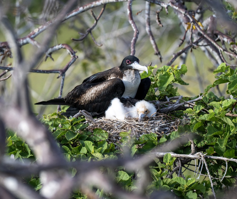 Great Frigatebird - ML659616835