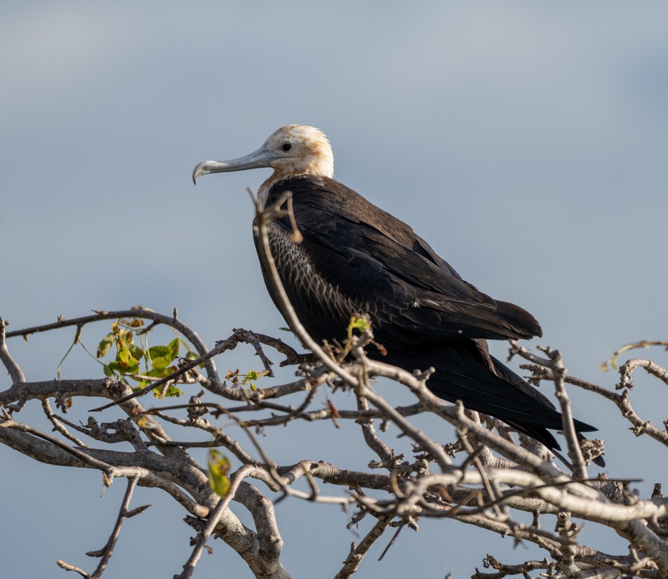 Great Frigatebird - ML659616851