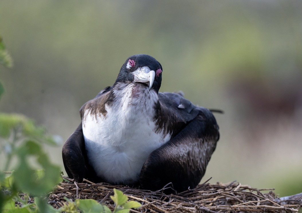 Great Frigatebird - ML659616869