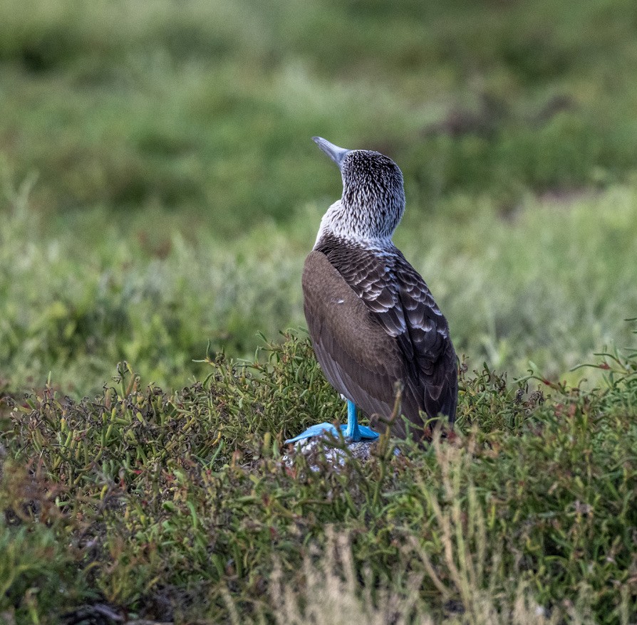 Blue-footed Booby - ML659616880