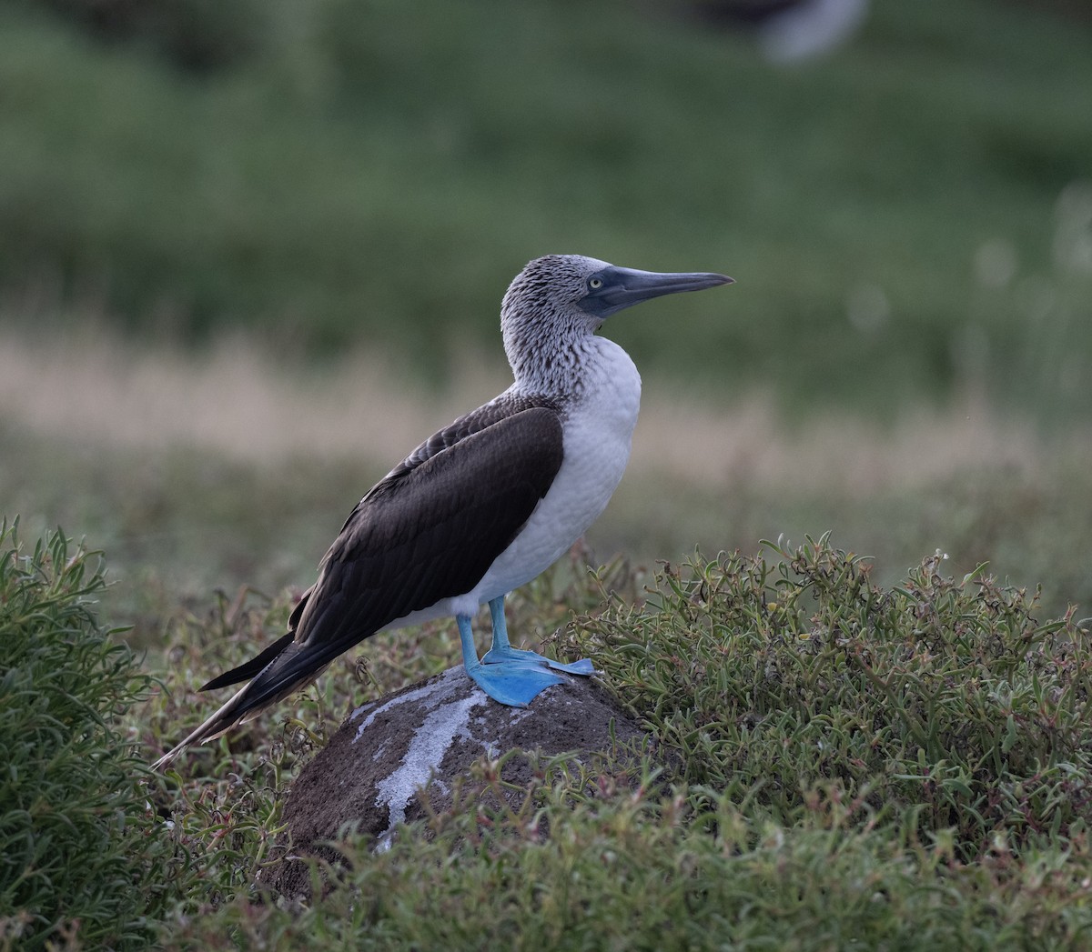 Blue-footed Booby - ML659616881