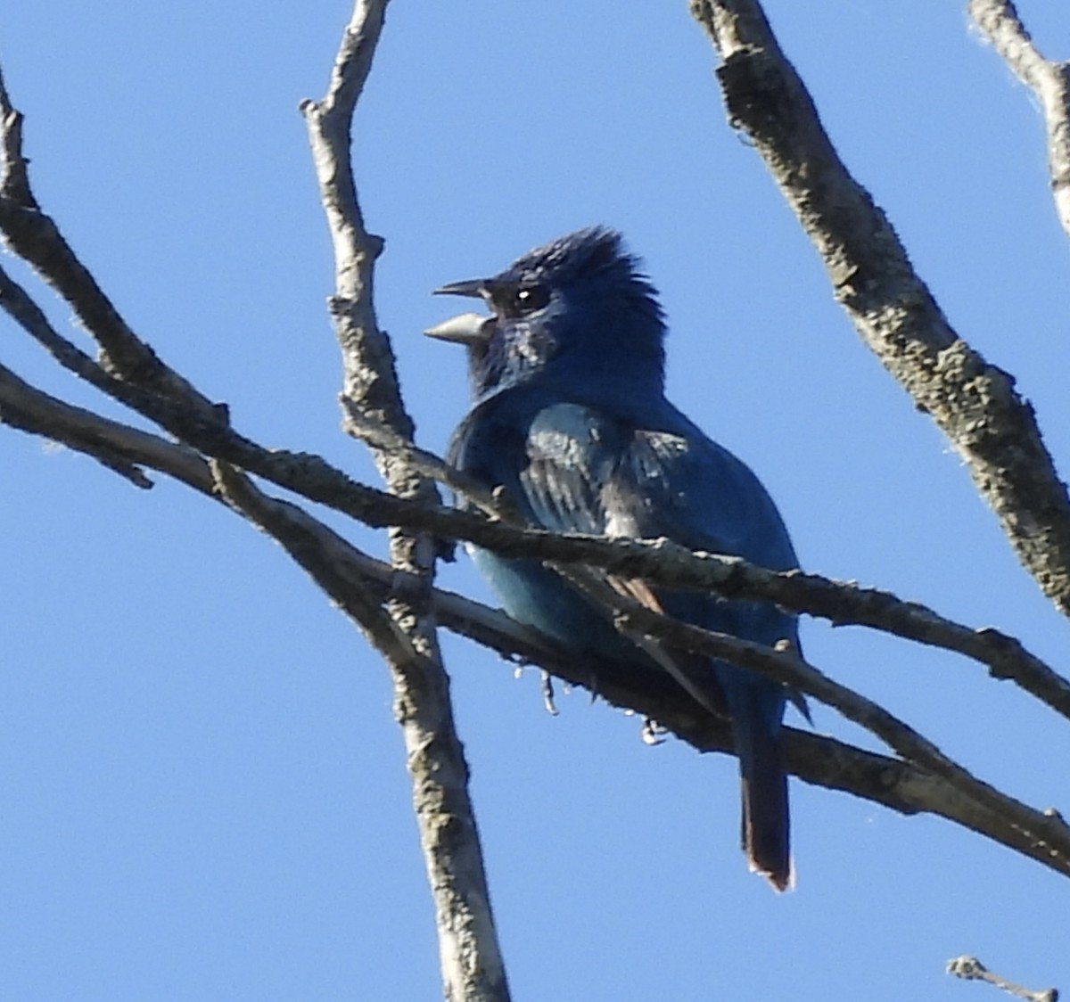Indigo Bunting - ML659616919