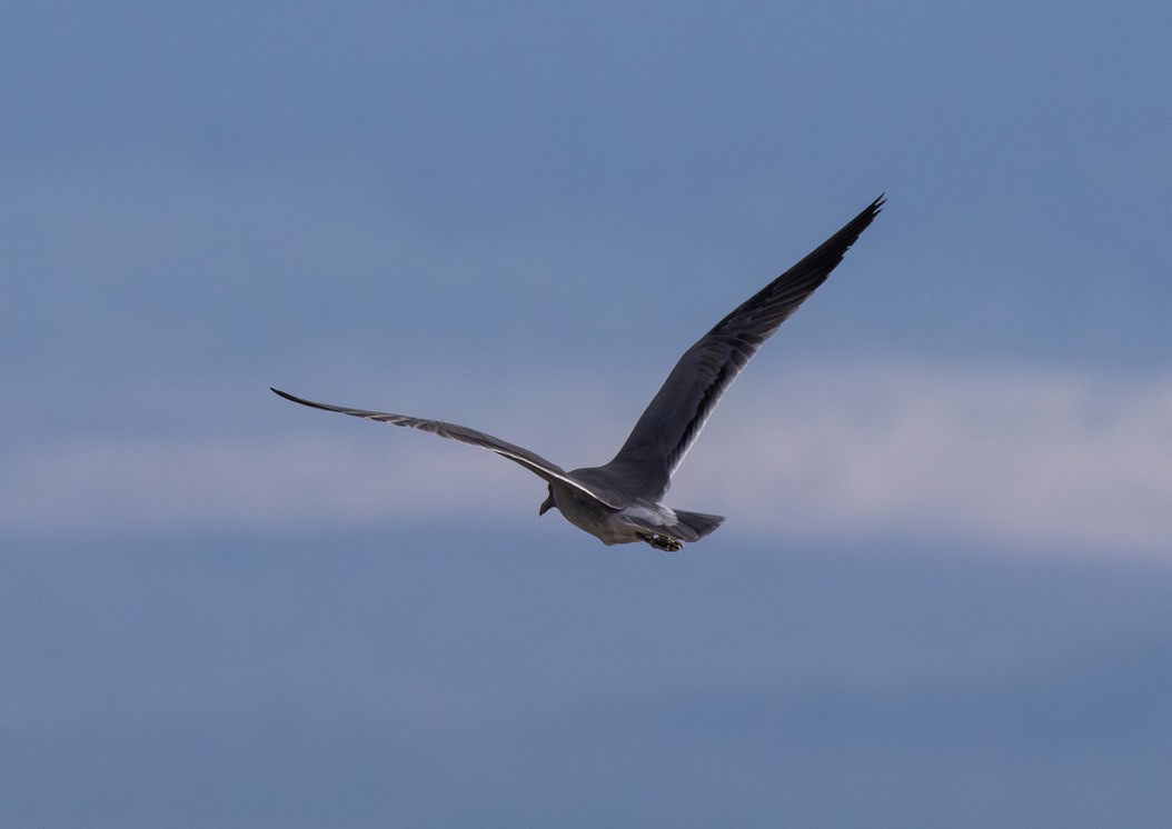 Lava Gull - ML659616924