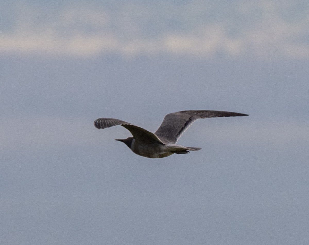 Lava Gull - ML659616925