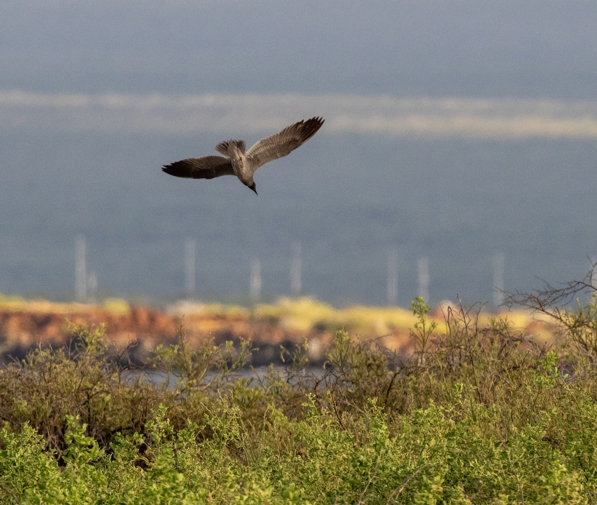 Lava Gull - ML659616926