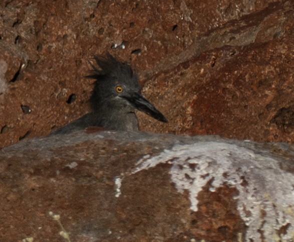Lava Heron - ML659616946